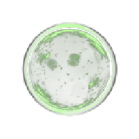 Lipase