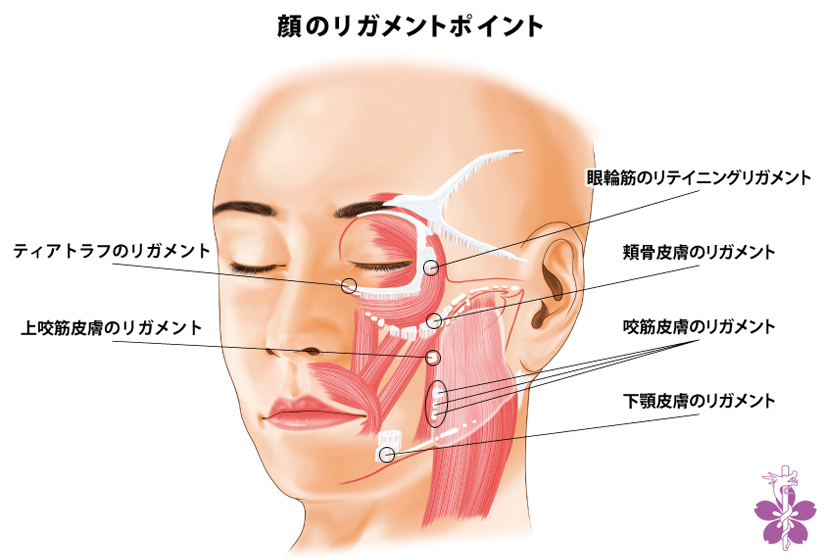 顔のリガメントポイント