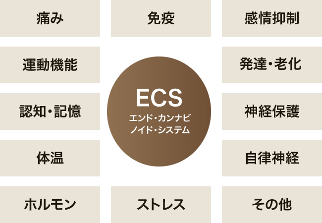 Zenオイル CBDカンナビジオール 美容整形・美容外科サフォクリニック